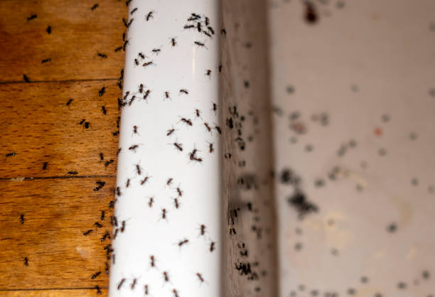 Best Mosquito Control Services  in Orange, CA
